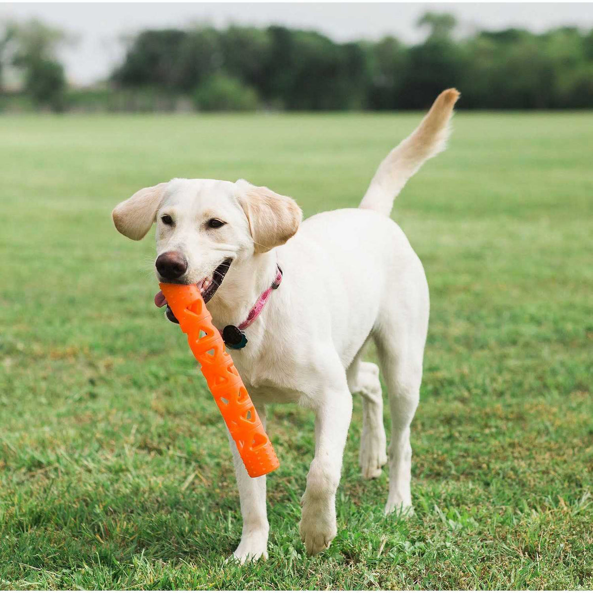 Dog Toy V2088