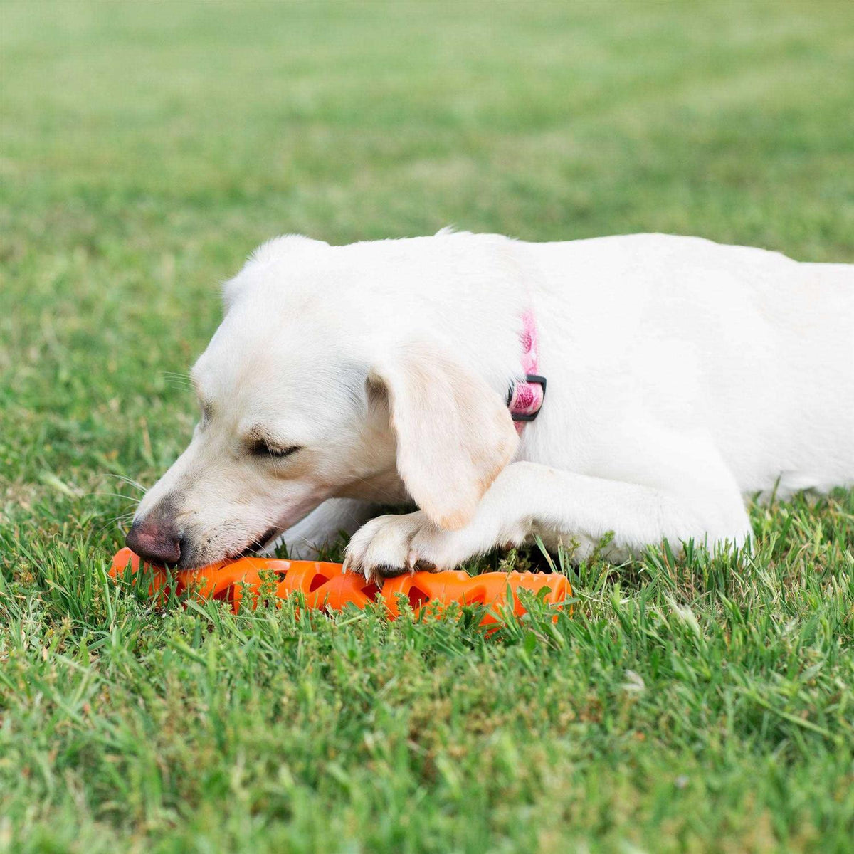 Dog Toy V2088