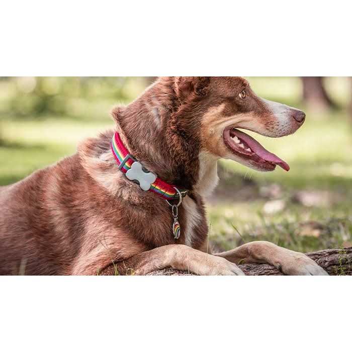 Bone Pet ID Dog Tag V4153