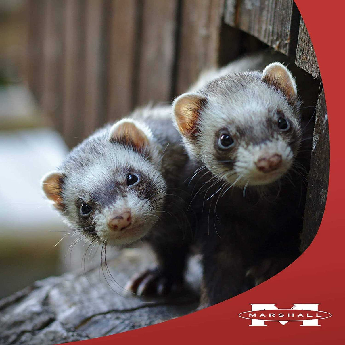 Premium Ferret Treats G66596