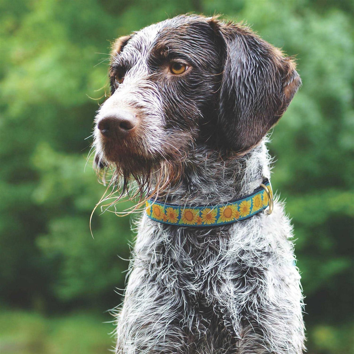 Sunflower Dog Collar L7378
