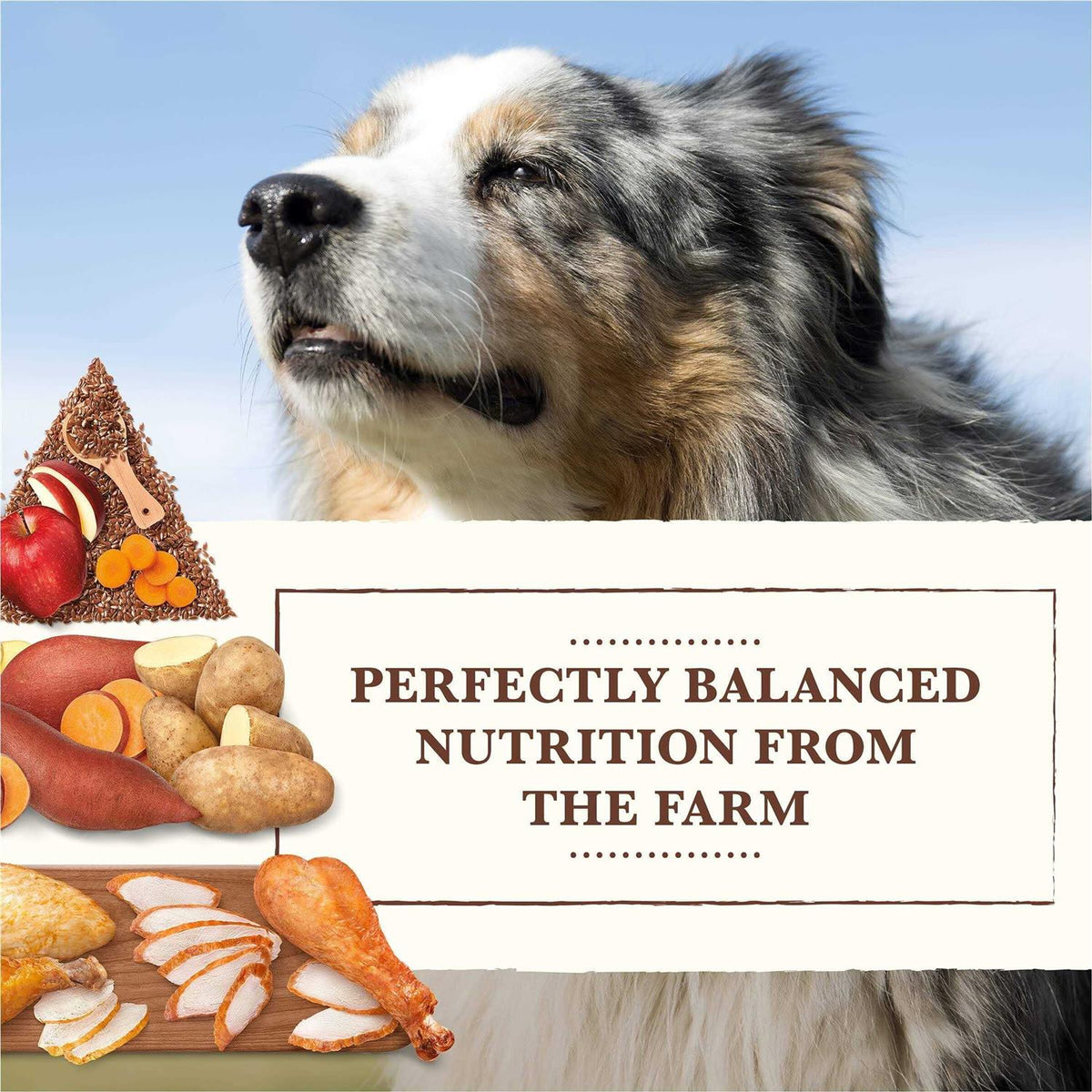 Grain Free Chicken Turkey Recipe Dry Dog Food G259084